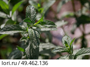 Close-up of green mint leaves. Leaves with noticeable veins and texture. Mint, lemon balm grows in the garden. Стоковое фото, фотограф Photojuli / Фотобанк Лори