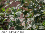 Close-up of green mint leaves. Leaves with noticeable veins and texture. Mint, lemon balm grows in the garden. Стоковое фото, фотограф Photojuli / Фотобанк Лори