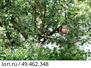 A garden on a sunny summer day. Bird feeder in the form of an owl. Caring and guardianship. Ornithology. Стоковое фото, фотограф Photojuli / Фотобанк Лори
