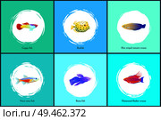 Boxfish and neon tetra fish posters set. Filamented flasher and blue striped tamarin wrasses. Guppy and exotic biodiversity on vector illustration. Boxfish and Neon Tetra Fish Vector Illustration. Стоковая иллюстрация, агентство Ingram Publishing / Фотобанк Лори