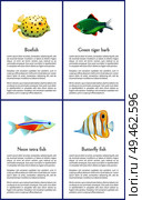 Boxfish and green tiger barb, neon tetra and butterfly fish. Set of exotic species posters and headlines, text sample and animals vector illustration. Boxfish and Green Tiger Barb Vector Illustration. Стоковая иллюстрация, агентство Ingram Publishing / Фотобанк Лори