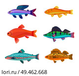 Zebra and jewel cichlid set of tropical colorful fish species. Jack Dempsey limbless animal blue color with dorsal fin isolated on vector illustration. Zebra and Jewel Cichlid Set Vector Illustration. Стоковая иллюстрация, агентство Ingram Publishing / Фотобанк Лори