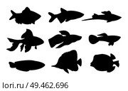 Aquarium set of fish silhouettes. Butterfly boxfish goldfish and tamarin blue wrasse. Limbless cold-blooded animals isolated on vector illustration. Aquarium Set Fish Silhouette Vector Illustration. Стоковая иллюстрация, агентство Ingram Publishing / Фотобанк Лори