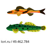 Cirrhitops fasciatus fish set with zebra dotted spots on body. Limbless vertebrate animals with dorsal fin and gills isolated on vector illustration. Cirrhitops Fasciatus Fish Set Vector Illustration. Стоковая иллюстрация, агентство Ingram Publishing / Фотобанк Лори