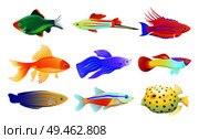 Common and rare different coloration and size aquarium inhabitant specie. Goldfish and tamarin wrasse, boxfish and tetra neon vector illustration.. Common and Rare Aquarium Fish Illustration Set. Стоковая иллюстрация, агентство Ingram Publishing / Фотобанк Лори