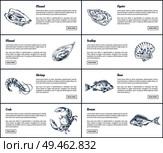 Mussel and oyster posters set. Scallop shell and marine dwellers shrimp. Bass fish bream and crab with headlines and text sample vector illustration. Mussel and Oyster Posters Set Vector Illustration. Стоковая иллюстрация, агентство Ingram Publishing / Фотобанк Лори