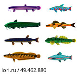 Rainbow trout and cirrhitops fasciatus fish. Tropical dwellers of sea or ocean. Tropical limbless cold-blooded animals of waters vector illustration. Rainbow Trout and Cirrhitops Vector Illustration. Стоковая иллюстрация, агентство Ingram Publishing / Фотобанк Лори