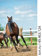 running and playing young horses in paddock. spring season. Стоковое фото, агентство Ingram Publishing / Фотобанк Лори