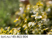 The background image is green. Natural, environmentally friendly natural background. The texture of the green leaves of the shrub beresklet (Euonimus). Стоковое фото, фотограф Photojuli / Фотобанк Лори