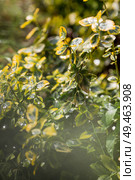 The background image is green. Natural, environmentally friendly natural background. The texture of the green leaves of the shrub beresklet (Euonimus). Стоковое фото, фотограф Photojuli / Фотобанк Лори