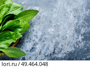 Leaf of greater plantain.Healing herbs.Copy space,space for text. Plantain-valuable medicinal plants. Стоковое фото, агентство Ingram Publishing / Фотобанк Лори