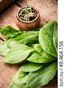 Leaf of greater plantain.Healing herbs.Plantago lanceolata. Family Plantaginaceae. Plantain-valuable medicinal plants. Стоковое фото, агентство Ingram Publishing / Фотобанк Лори