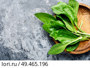 Leaf of greater plantain.Healing herbs.Copy space,space for text. Plantain-valuable medicinal plants. Стоковое фото, агентство Ingram Publishing / Фотобанк Лори