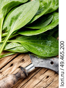 Leaf of greater plantain.Healing herbs.Medicinal herbs on wooden table.Plantago major. Plantain-valuable medicinal plants. Стоковое фото, агентство Ingram Publishing / Фотобанк Лори