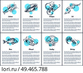 Lobster and octopus posters set. Eel and bass fish, shrimp and clam, mussel and scallop. Marine dwellers animals of ocean sea vector illustration. Lobster and Octopus Posters Vector Illustration. Стоковая иллюстрация, агентство Ingram Publishing / Фотобанк Лори