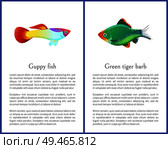 Green tiger barb and guppy fish vector posters, colorful illustration of exotic water inhabitants with curved shape and bright varicoloured bodies. Green Tiger Barb and Guppy Fish Vector Posters. Стоковая иллюстрация, агентство Ingram Publishing / Фотобанк Лори