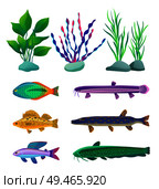 Various algae type, predatory and aquarium fish rare and common specie variegation. Multicolored marine inhabitants vector illustration on white.. Various Algae and Marine Creatures Illustration. Стоковая иллюстрация, агентство Ingram Publishing / Фотобанк Лори