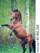 playing and rearing bay Oldenburg stallion. raining. Стоковое фото, агентство Ingram Publishing / Фотобанк Лори