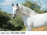 white pure Andalusian stallion poseing in  garden. Andalusia. Spain. Стоковое фото, агентство Ingram Publishing / Фотобанк Лори