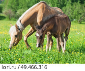little  foal of welsh pony with mom. Стоковое фото, агентство Ingram Publishing / Фотобанк Лори