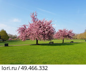 Trees with pink flowers in spring in Battersea park, London, UK. Trees with pink flowers in spring in Battersea park. Стоковое фото, агентство Ingram Publishing / Фотобанк Лори