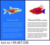 Filamented flasher wrasse and neon tetra fish. Freshwater aquarium fish icons on blue and white color background in cartoon style vector illustration. Filamented Flasher Wrasse and Neon Tetra Fish. Стоковая иллюстрация, агентство Ingram Publishing / Фотобанк Лори