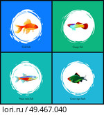 Gold fish and neon tetra set of posters. Guppy green tiger barb species. Domestic types of creatures fauna iving in aquariums vector illustration. Gold Fish and Neon Tetra Set Vector Illustration. Стоковая иллюстрация, агентство Ingram Publishing / Фотобанк Лори