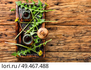 Medicinal plant dandelion or Taraxacum officinale.Herbal medicine.Healing herbs on wooden table. Dandelion tincture in bottle. Стоковое фото, агентство Ingram Publishing / Фотобанк Лори