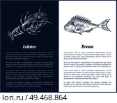 Lobster and bream fish posters with monochrome outline sketches. Seafood unprepared ingredients of dishes. Crustacean animal, vector illustration. Lobster and Bream Fish Posters Vector Illustration. Стоковая иллюстрация, агентство Ingram Publishing / Фотобанк Лори