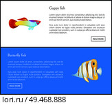 Butterfly and Guppy fish with text sample vector illustration landing page. Exotic marine creatures, aquatic species on web with push button read more. Butterfly and Guppy Fish Landing Page with Text. Стоковая иллюстрация, агентство Ingram Publishing / Фотобанк Лори