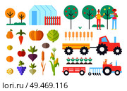 Harvesting process and vegetables orangery fruit trees with people gathering ripe products. Tractor and farming equipment. Harvester combiners vector. Harvesting Process Vegetables Vector Illustration. Стоковая иллюстрация, агентство Ingram Publishing / Фотобанк Лори