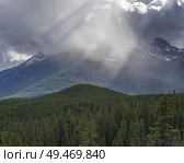 Pine trees with mountain in the background, Saskatchewan River Crossing, Icefields Parkway, Jasper, Alberta, Canada. Стоковое фото, агентство Ingram Publishing / Фотобанк Лори