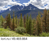 Pine forest with mountains in the background, Icefields Parkway, Jasper, Alberta, Canada. Стоковое фото, агентство Ingram Publishing / Фотобанк Лори
