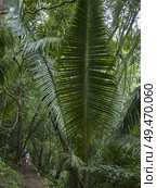Hikers in forest, Chaa Creek Road, Chaa Creek Nature Reserve, San Ignacio, Belize. Стоковое фото, агентство Ingram Publishing / Фотобанк Лори
