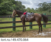 Horse at ranch, Chaa Creek Road, Chaa Creek Nature Reserve, San Ignacio, Belize. Стоковое фото, агентство Ingram Publishing / Фотобанк Лори