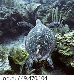 Hawksbill Sea Turtle (Eretmochelys imbricata) underwater, Three Amigos, Turneffe Atoll, Belize Barrier Reef, Belize. Стоковое фото, агентство Ingram Publishing / Фотобанк Лори