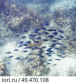 Fish and corals underwater, Turneffe Atoll, Belize Barrier Reef, Belize. Стоковое фото, агентство Ingram Publishing / Фотобанк Лори