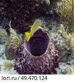Fish over Tube Sponge Coral, Belize Barrier Reef, Belize. Стоковое фото, агентство Ingram Publishing / Фотобанк Лори