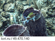Fish with Tube Sponge Coral underwater, Three Amigos, Turneffe Atoll, Belize Barrier Reef, Belize. Стоковое фото, агентство Ingram Publishing / Фотобанк Лори