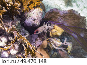 Fish and Corals underwater, Turneffe Atoll, Belize Barrier Reef, Belize. Стоковое фото, агентство Ingram Publishing / Фотобанк Лори