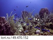 Fish with corals underwater, Belize Barrier Reef, Belize. Стоковое фото, агентство Ingram Publishing / Фотобанк Лори