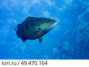 Fish underwater, Tarpon Cayes, Belize Barrier Reef, Lighthouse Reef, Belize. Стоковое фото, агентство Ingram Publishing / Фотобанк Лори