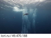 Fish underwater, Turneffe Atoll, Belize Barrier Reef, Belize. Стоковое фото, агентство Ingram Publishing / Фотобанк Лори