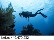 Scuba diver underwater near coral reefs, Belize. Стоковое фото, агентство Ingram Publishing / Фотобанк Лори