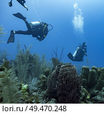 Scuba divers underwater around coral reefs, Three Amigos, Turneffe Atoll, Belize Barrier Reef, Belize. Стоковое фото, агентство Ingram Publishing / Фотобанк Лори
