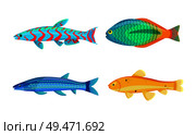 Mackerel blue fish and zebra mbuna set. Marine aquatic organisms with mouth, eyes and gills. Underwater creatures isolated on vector illustration. Mackerel Blue Fish Zebra Mbuna Vector Illustration. Стоковая иллюстрация, агентство Ingram Publishing / Фотобанк Лори