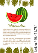 Watermelon or citron melon berry, ripe tropical plant vector poster with text sample and palm leaves. Food with seeds or seedless edible fruit whole and cut. Watermelon Citron Melon Berry Ripe Tropical Poster. Стоковая иллюстрация, агентство Ingram Publishing / Фотобанк Лори