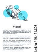 Mussel seafood vector hand drawn illustration. Decorative icon of ocean animal isolated on white with blue spots restaurant menu vintage template. Mussel Seafood Vector Hand Drawn Illustration. Стоковая иллюстрация, агентство Ingram Publishing / Фотобанк Лори