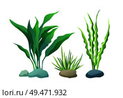 Sea or aquarium algae types vector illustration set on white. Straight and wavy seaweed with large and small leaved, green and violet colored poster.. Sea or Aquarium Algae Types Color Illustration Set. Стоковая иллюстрация, агентство Ingram Publishing / Фотобанк Лори