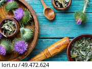 Medical plants flowers.Milk thistle or Silybum marianum.Alternative medicine. Milk thistle with flowers. Стоковое фото, агентство Ingram Publishing / Фотобанк Лори